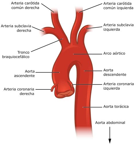 ramas aorta abdominal - Búsqueda de Google | Arteries anatomy ...