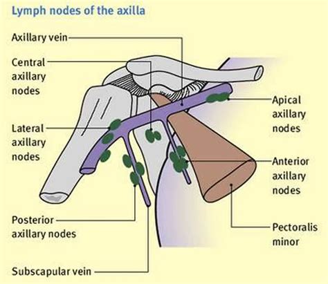 Pictures Of Axillary Lymph NodesHealthiack