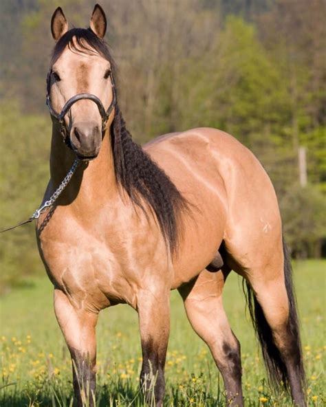 Bay Horse: 15 Color Variations of Bay Horses Explained (With Pictures)