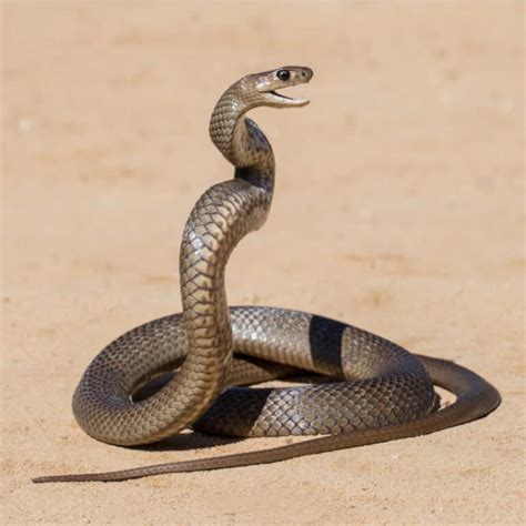 Eastern Brown Snake Bite: Why it has Enough Venom to Kill 58 Humans & How to Treat It - A-Z Animals