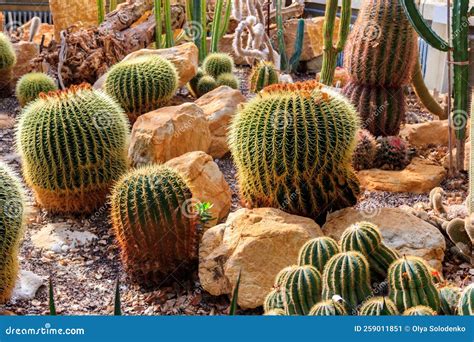 Variety of Beautiful Desert Cactus Landscaping in Greenhouse of ...