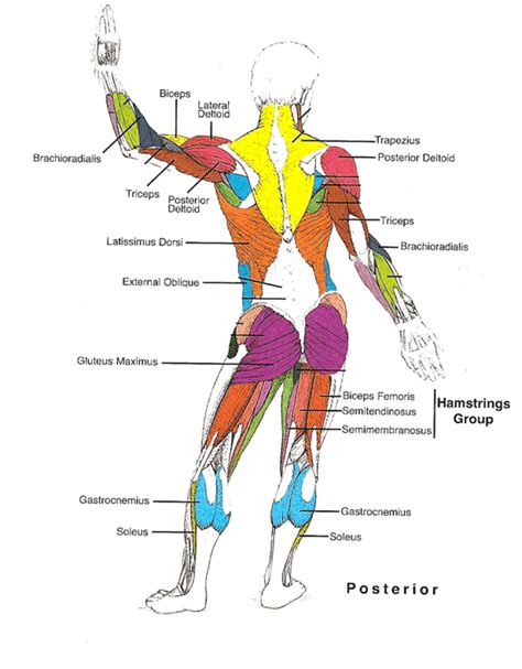 Muscles Diagrams: Diagram of muscles and anatomy charts