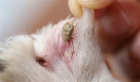 Lyme Disease in Dogs: Signs, Treatments and 10 Ways to Prevent It