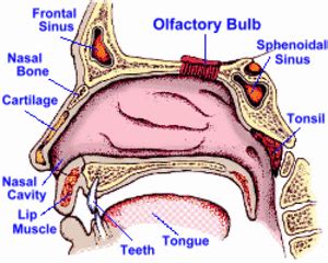 Human Sense Organs - The Five Senses