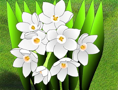 Alexi's birth flower -- salliesART: Narcissus | Narcissus