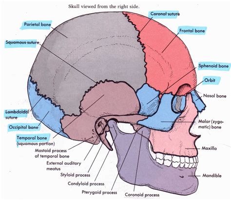 Skull Anatomy Page 5