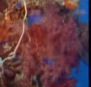 Carnation Coral | Animals Wiki | Fandom