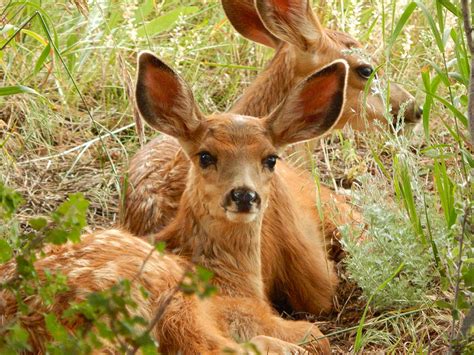 Twin Mule Deer Fawns Photograph by Dan Miller