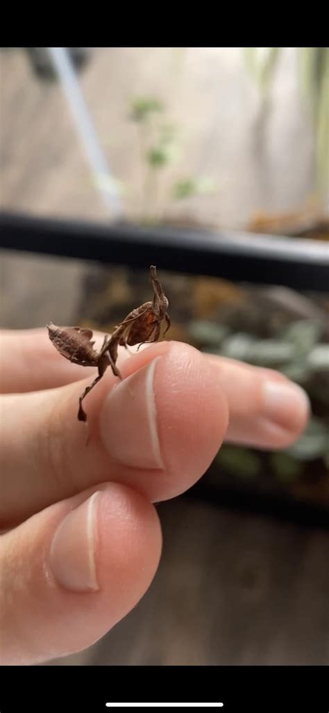 My new ghost mantis!! : r/Entomology