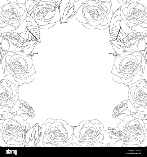 Rose Flower Frame Outline Border. isolated on White Background. Vector Illustration Stock Vector ...