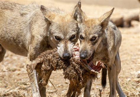 Arabian wolf - Stock Image - C048/3160 - Science Photo Library