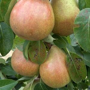 Organic Doyenne du Comice Pear Trees - Harrod Horticultural