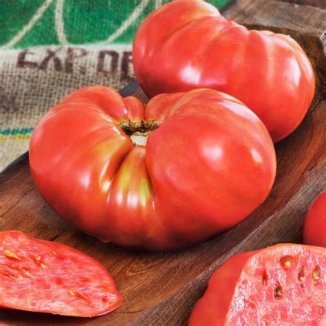 Beefmaster Tomato Plant - Schaefer Greenhouses