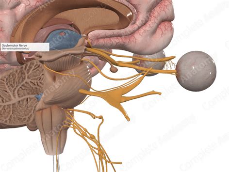 Oculomotor Nerve | Complete Anatomy