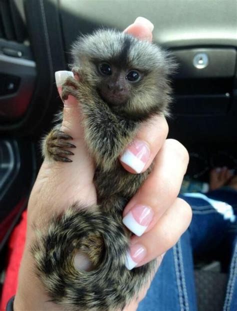 Finger Monkey - The Cutest Pet You'll Ever Own!