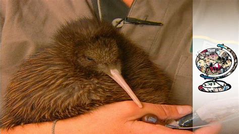 Kiwis: Saving The World's Cutest Endangered Birds | Endangered, Kiwi bird, Kiwis