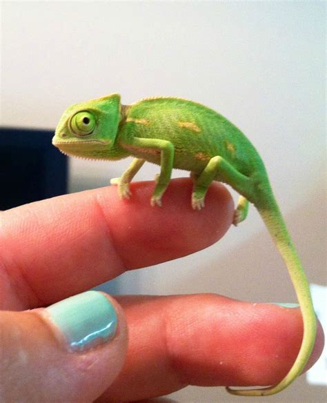 I love chameleons! | Chameleon pet, Cute lizard, Reptiles pet