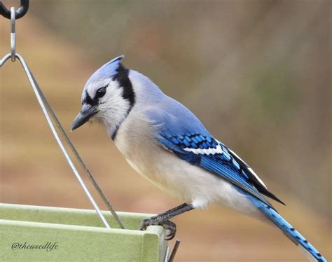 Blue Jay - FeederWatch