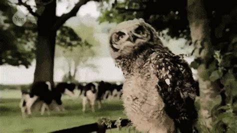 29 Surprisingly Delightful Owl GIFs