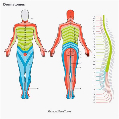 Dermatomes: Definition, chart, and diagram | Basic anatomy and physiology, Medical anatomy, Nerve