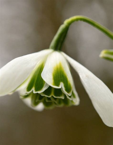 Buy Galanthus plicatus 'Dionysus' - De Warande - Strongbulbs.com