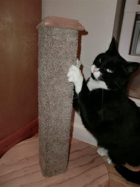 Diy Cat Scratching Post - DIY Ideas