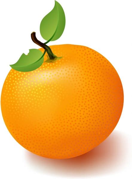 fruit oranges - Clip Art Library