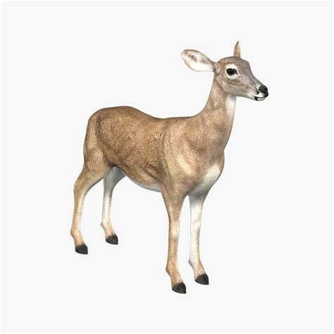 doe deer 3d obj | Deer, 3d model, Doe