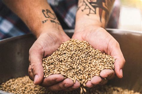 What is Malt in Beer? | Wine Enthusiast