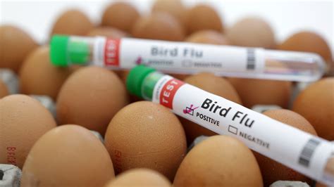 Bird Flu Outbreak 2024 Uk Update - Erica Krystle