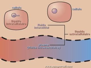 Liquide extracellulaire : définition et explications