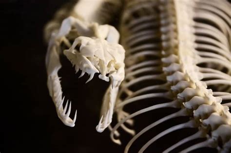 Do Snakes Have Bones? (Here's What You Should Know) - Wildlife Informer