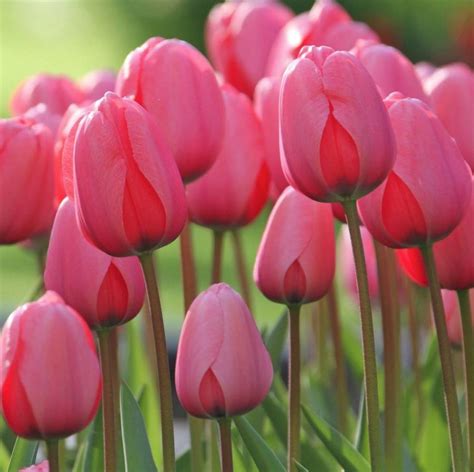 Tulipan Tulipa Pink Impression 5 szt