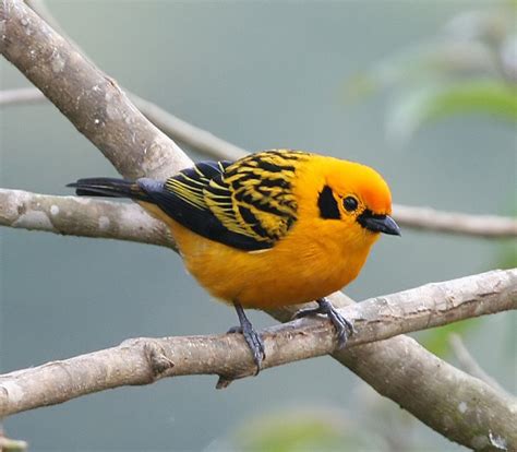 Golden Tanager - BirdForum Opus | BirdForum