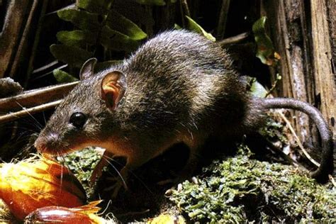 Morfologi Tikus Sawah (Rattus argentiventer) | GambarBinatang.Com