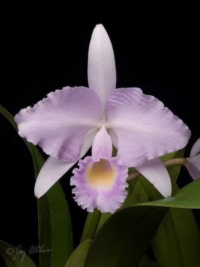 Cattleya Mossiae Venezuela National Flower | Orchid Flowers