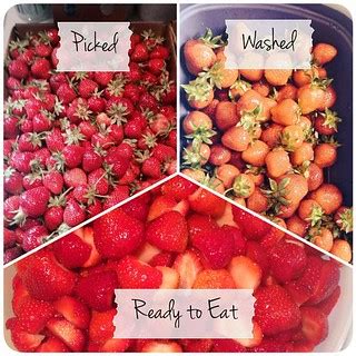 06.19.15-Strawberry Season | June means picking strawberries… | Flickr