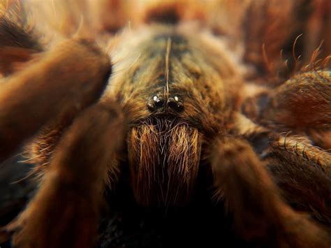 Tarantula Fangs: 7 Fearsome Facts & Photos | ThePetFAQ