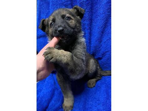 5 females and 2 males German Shepherd puppies Rochester - Puppies for Sale Near Me