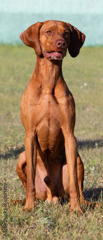 Portrait of a purebred Hungarian Vizsla dog in nature. Beautiful Magyar ...