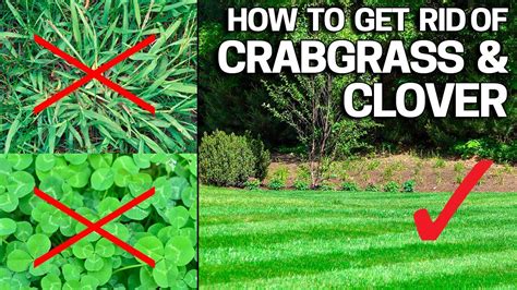 How to Get Rid of Crabgrass & Clover in the Lawn - Weed Control Like a Pro - YouTube