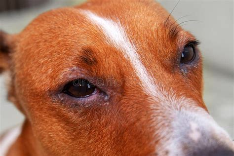 Conjunctivitis In Dogs: Symptoms Treatments For Pink Eye | atelier-yuwa.ciao.jp