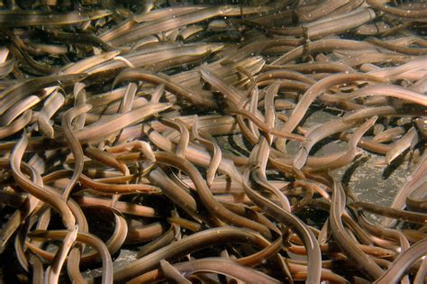History and Conservation Meet in a 'Surprised Eel Historian' | Time