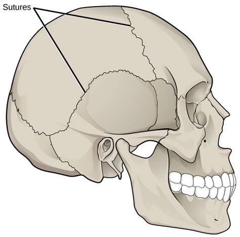 Joints and Skeletal Movement · Biology