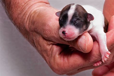 Newborn Chihuahua Puppies Stock Photos, Pictures & Royalty-Free Images ...