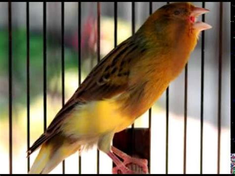 Kicau Suara Burung Kenari Gacor Kenari Kuning Ngoceh - YouTube