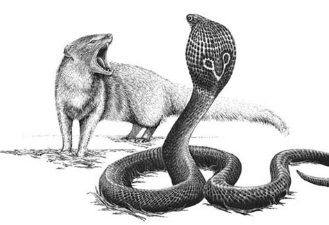 Awetya: Images Snake VS Mongoose - Fighting Pictures