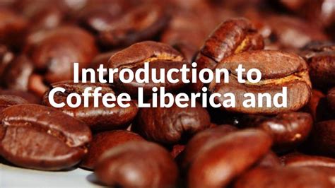 Introduction to Coffee Liberica and Excelsa Beans | Beans, Coffee, Coffee maker reviews