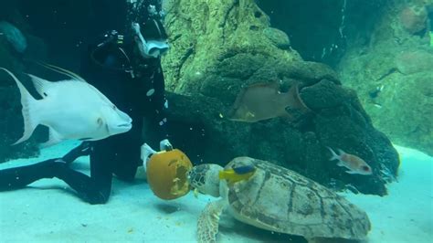 Florida Aquarium animals get pumpkins | wtsp.com