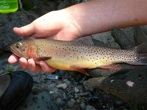 Yellowstone Cutthroat Trout, Yellowstone National Park, Wyoming | Photo Credit: NPS – National ...